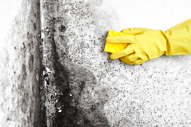 Best Insurance-Related Mold Remediation in USA